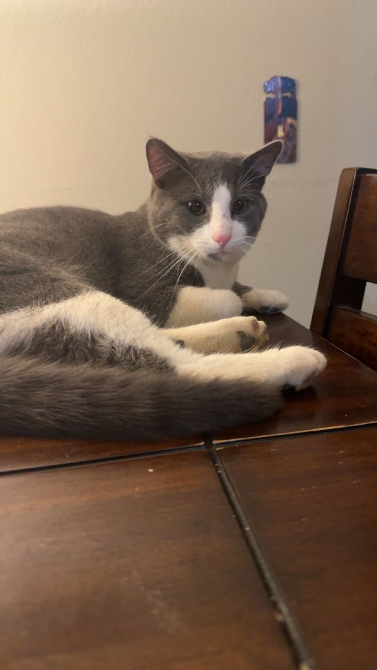 button the cat
